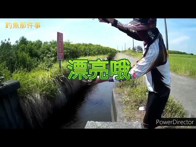 鹹水吳郭魚標點大公開#海水吳郭魚#半鹹水吳郭魚#口湖黑公#釣魚那件事