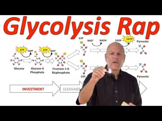 Glycolysis! (Mr. W's Music Video)