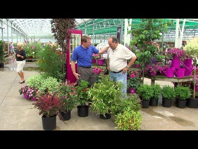 Deer Resistant Shrubs