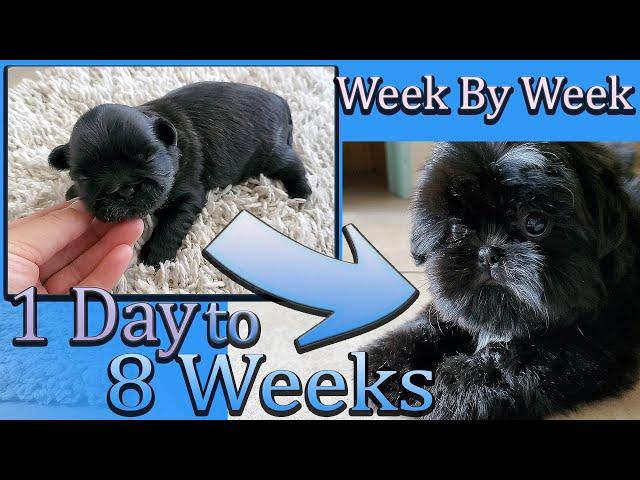 Shih Tzu Puppy Development | week by week | Day 1 to Week 8 | Puppy Transformation