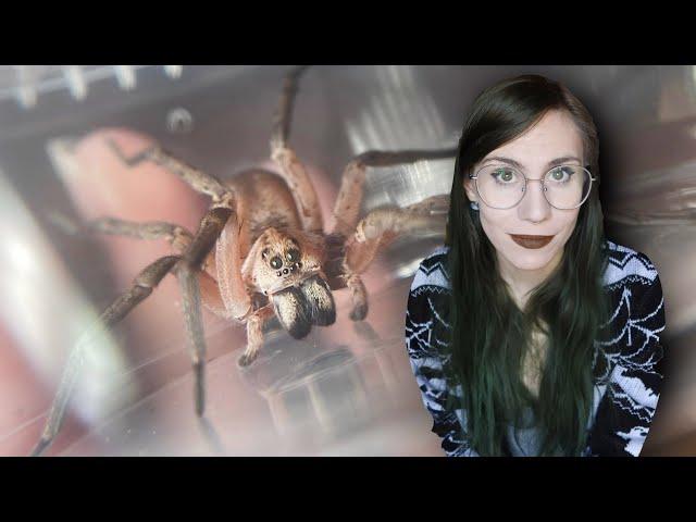 She DESERVES BETTER!.. GIANT Wolf Spider