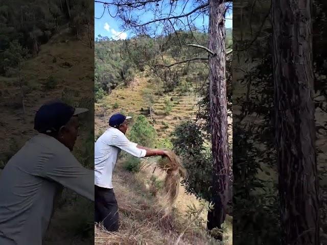 #uttarakhand #kumauni #garhwali #pahadi #villagelife #shorts #trending #viral #shortsfeed