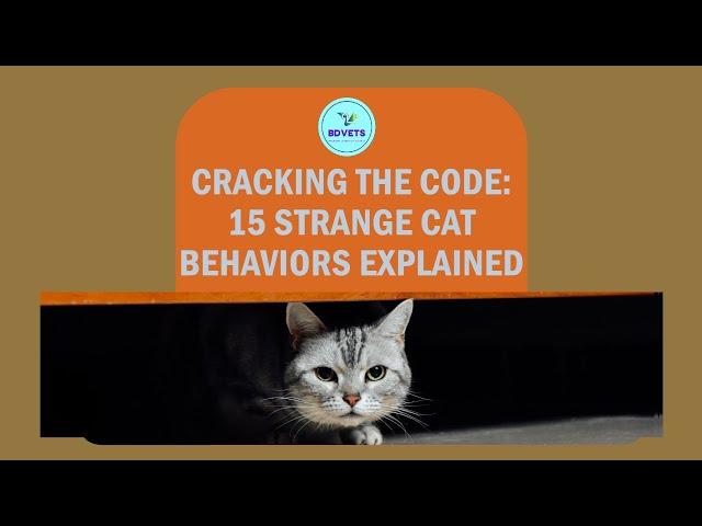  Decoding Feline Mysteries: 15 Strangest Cat Behaviors Explained 