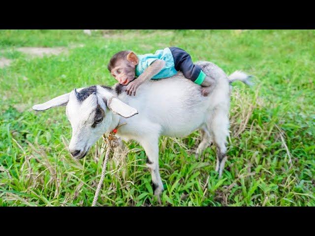 Smart Monkey mimi helps her mother herd goats and rabbits - Daily life of mother and baby monkey