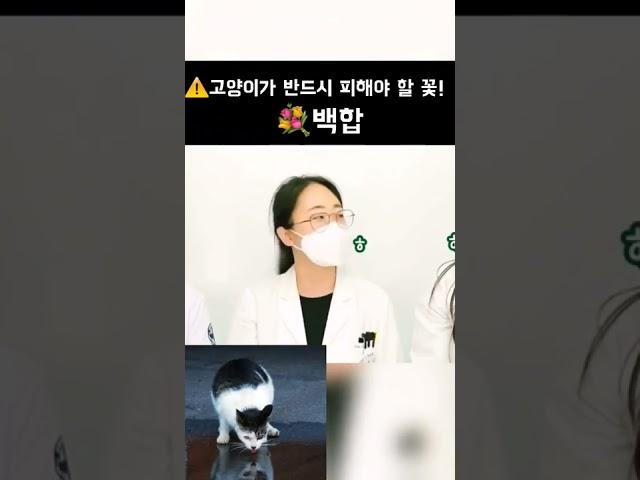 초보 집사님이라면  주목하세요 | 동물의사 Animal Doctor #고양이독성 #고양이독성꽃 #고양이백합