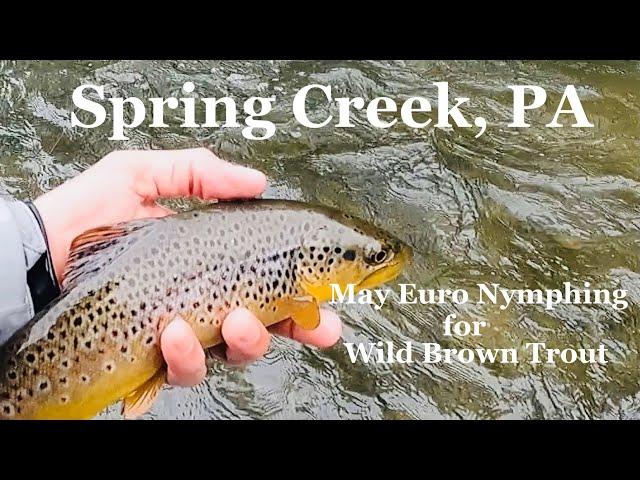 Spring Creek, PA:  Euro Nymphing for Wild Brown Trout