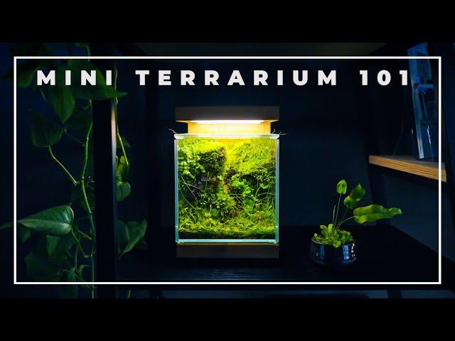 The 'BOXES of NATURE' | Mini Terrarium 101