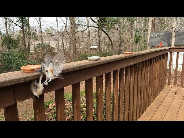 Tufted Titmouse Attacks a Chickadee!