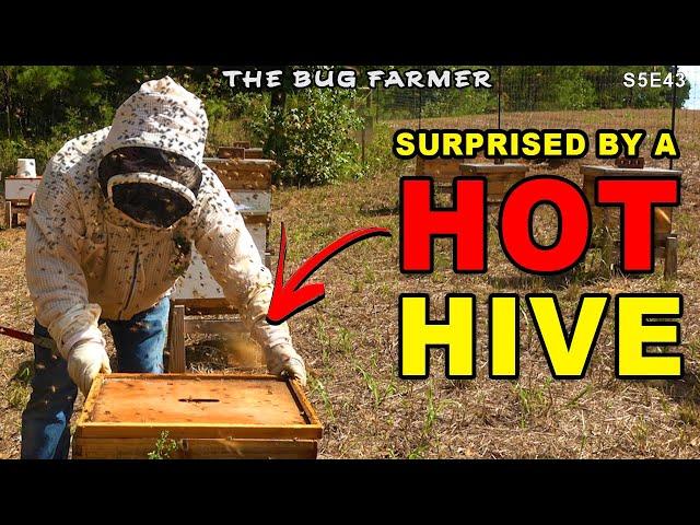 I ran into a HOT hive while feeding the bees. | Fall beehive Preparation.