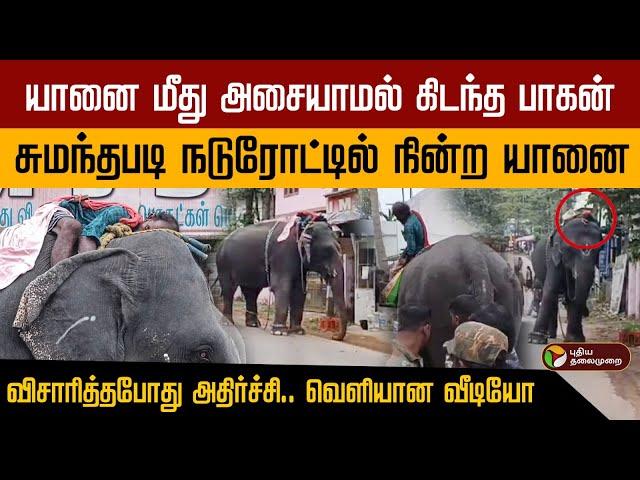 யானை மீது அசையாமல் கிடந்த பாகன்.... சுமந்தபடி நடுரோட்டில் நின்ற யானை.. வெளியான வீடியோ | Elephant