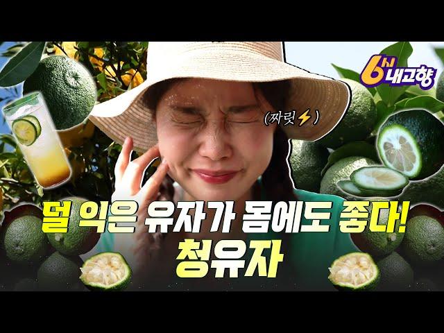 덜 익은 유자? 오히려 좋아! 상큼 달달 청유자｜240918 6시내고향