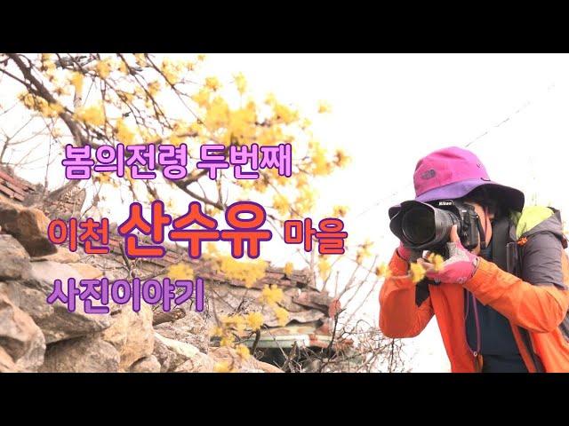 이천 산수유 마을  개화시기 사진이야기