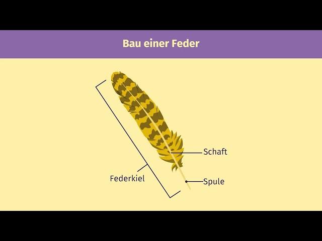 Federn und Vogelflug einfach erklärt | sofatutor