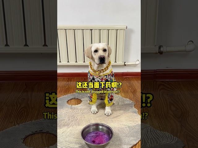 汤圆防备心是真的很强啊?!Are you really defensive?#萌寵#寵物#搞笑#拉布拉多 #doglover #Labrador #labradorpuppy #dog #pets