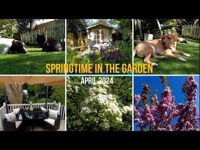 In the garden in springtime |  Mid April 2024 |  Blossom and Birdsong