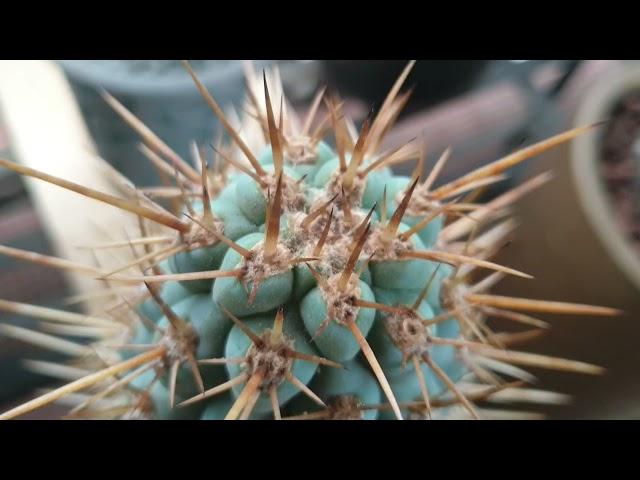 Columnar Cactus Collection: Saguaro, Pringlei, Lactea and more.