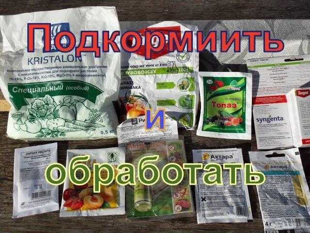 Ещё не поздно  . Что нужно сделать перед цветением винограда.