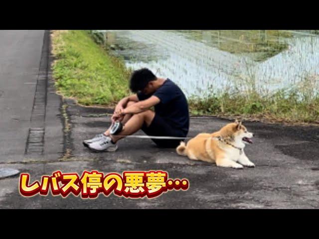 【パパに説教された柴犬の翌日のお散歩はこうでした。】