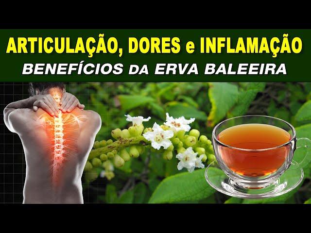 Chá para Articulações, Dores e Inflamação - Benefícios da ERVA BALEEIRA, Como Fazer e Tomar CERTO!