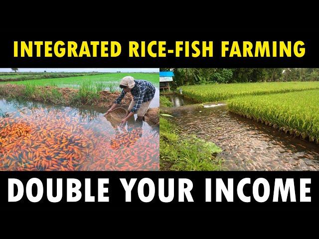 Integrated Rice and Fish Farming | Integrated Paddy and Aquaculture Farming