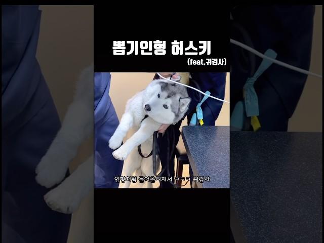 뽑기인형 허스키 (너무 쉽게 들어올려지는)