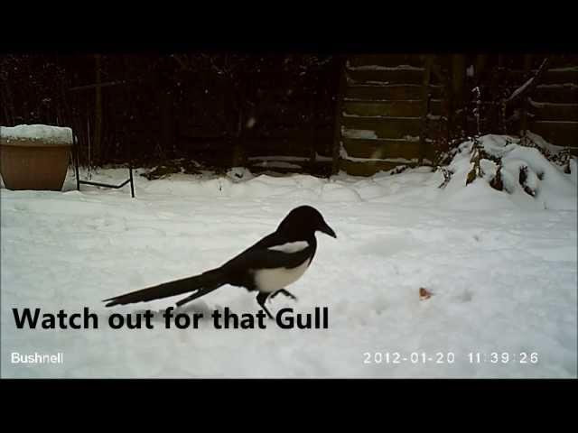 Do birds eat bacon rinds ? Watch crow vs Magpie vs Seagull to find out