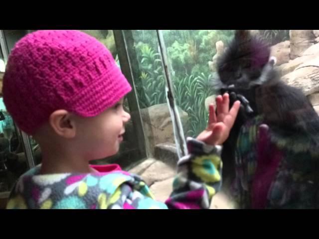 The Zoo
