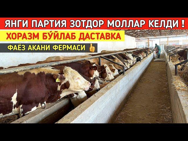 ЯНГИ ПАРТИЯ ЗОТДОР МОЛЛАР КЕЛДИ ФАЁЗ АКАНИ ФЕРМАСИ СИЗ КУТГАН ВИДЕО !!! ХОРАЗМ БОЗОР