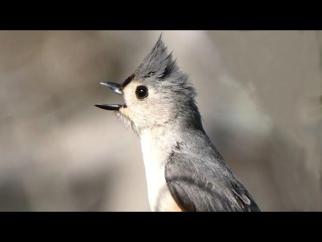 Tufted titmouse call / song / sounds | Bird