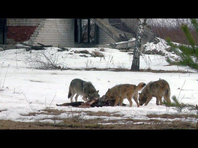 Pack of wolves and prey | Film Studio Aves