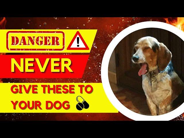 4 OTC Drugs to NEVER Give Your Dog | Deadly OTC Drugs for Dogs