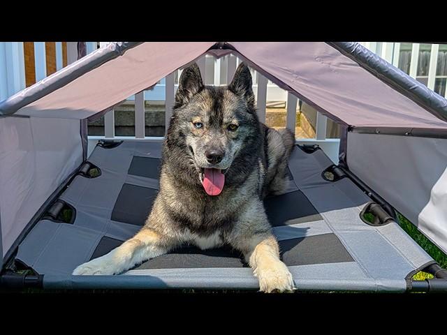 My Dogs Got Their Own Tent To Play in!