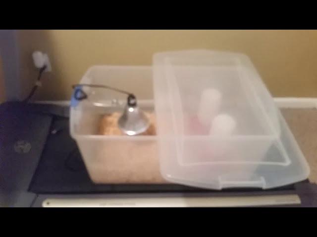 Day Old Chick Basics: Simple Brooder Set Up!