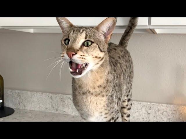 Savannah Cats Are Excited And Meowing For Chicken! #cats #cute #meow