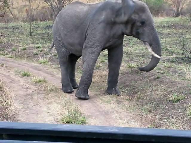 Elephant Chasing Us Away-West Serengeti Safari