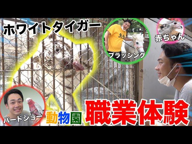 [On-the-Job Training] Taking Care of Animal Babies at the Zoo, and a First in Japan!