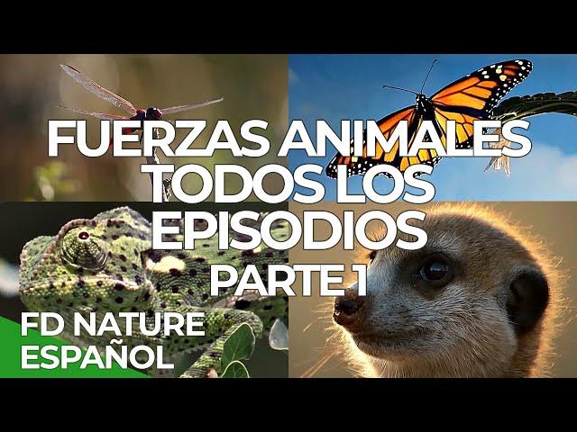 Fuerzas Especiales Animales Todos los Episodios Parte 1 | Free Documentary Nature Español