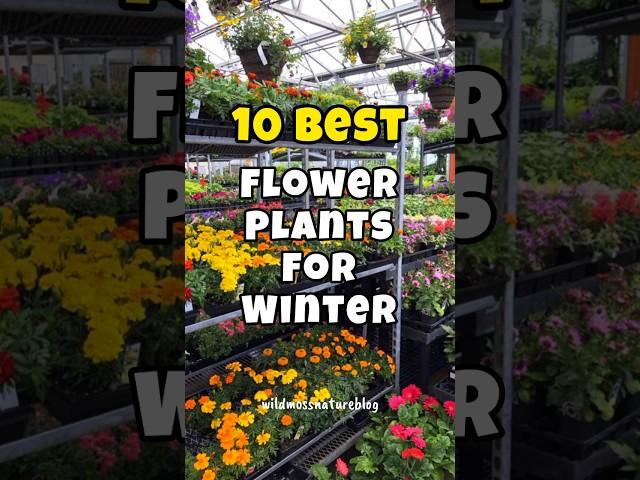 Best flower plants to grow in winter