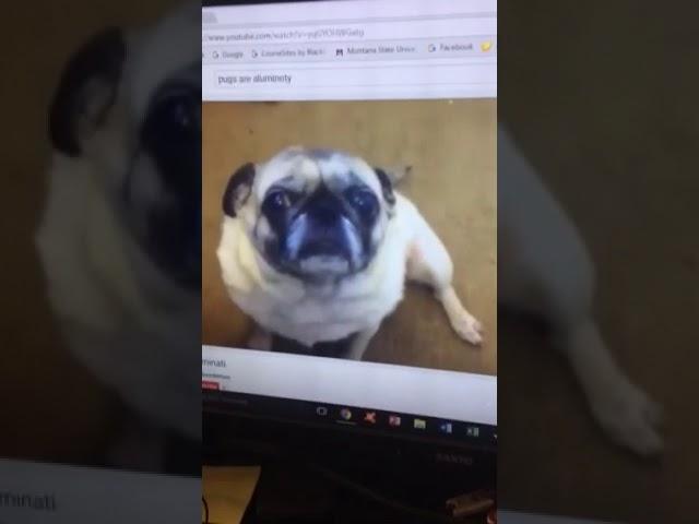 The pug files