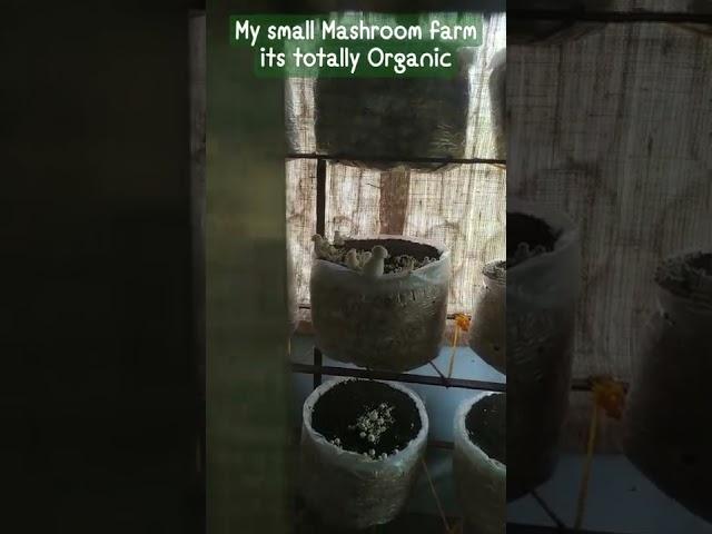 My small Mashroom farm#organic #viral shorts#2022#Activate#ruma#Mashroom lover#healthy food