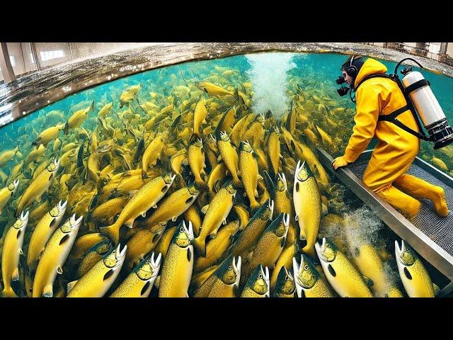 Norwegian Fishermen Farm And Harvest Thousands Of Tons Of Cod And Salmon