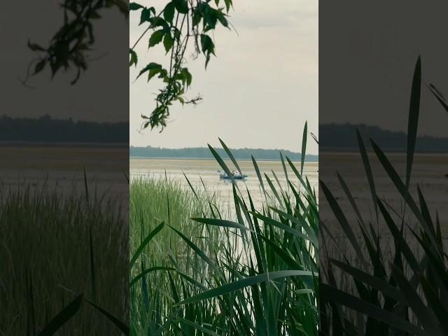 Здравствуй, лето  #видеограф #видеоконтент #природа #лето