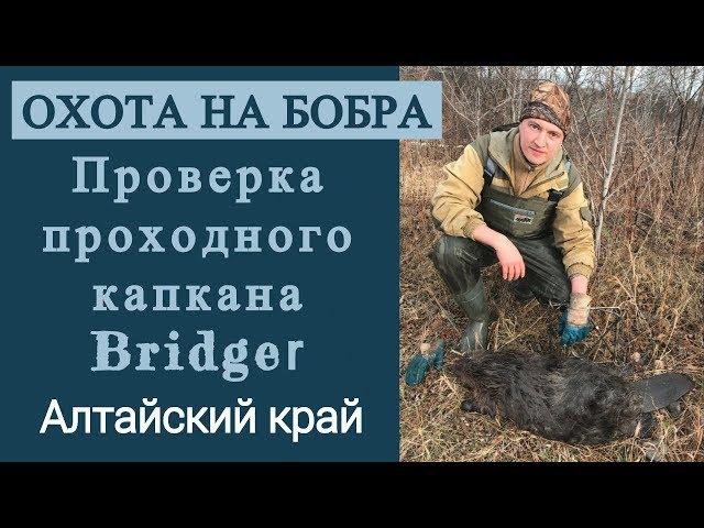 Охота на бобра  Проверка проходного капкана Bridger
