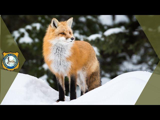 Red Fox Sounds (Sounds Foxes Actually Make)