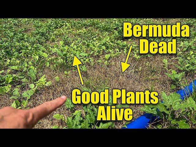 Safely Kill Bermuda Grass in Flower Beds and Food Plots