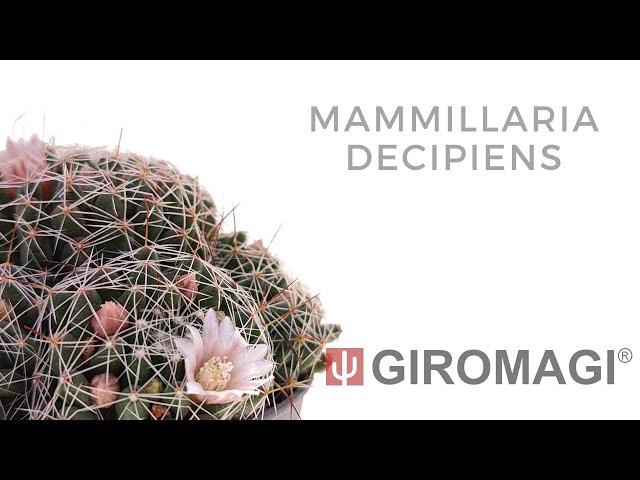 Mammillaria decipiens