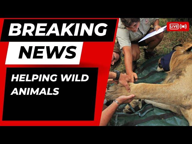 Helping wild animals 1