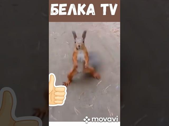 Белка TV