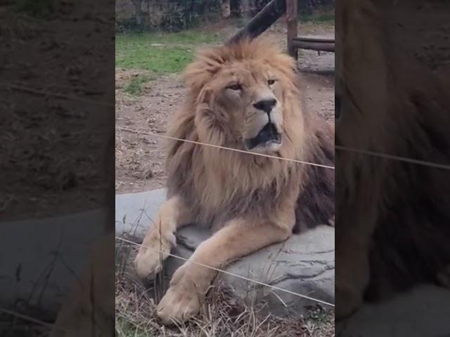 Lion’s face when turned around #pets #shorts  #zoo #lion #animals