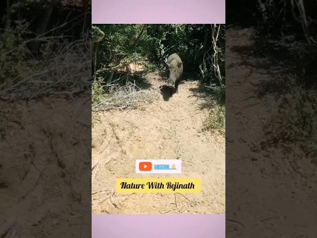 WILD BOAR  |shorts |nature |wild animals |youtubeshortsvideos |nature with rejinath